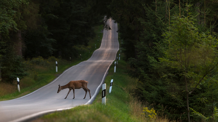 Reh auf Fahrbahn im Wald