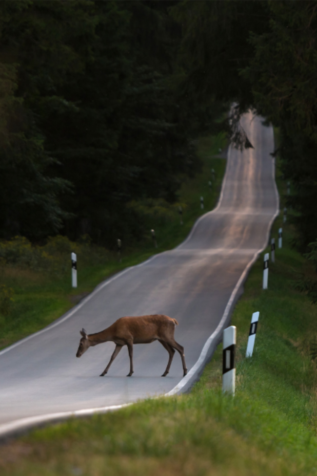 Reh auf Fahrbahn im Wald
