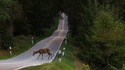 Wildwechsel Reh auf Fahrbahn im Wald