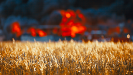 shutterstock_1108995002 Weizenfeld mit einer Brandsituation einer Landwirtschaft im Hintergrund