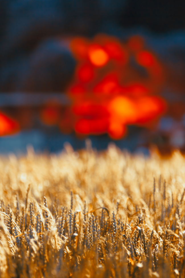 Weizenfeld mit einer Brandsituation einer Landwirtschaft im Hintergrund