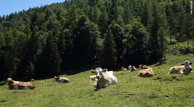Kühe auf Bergweide