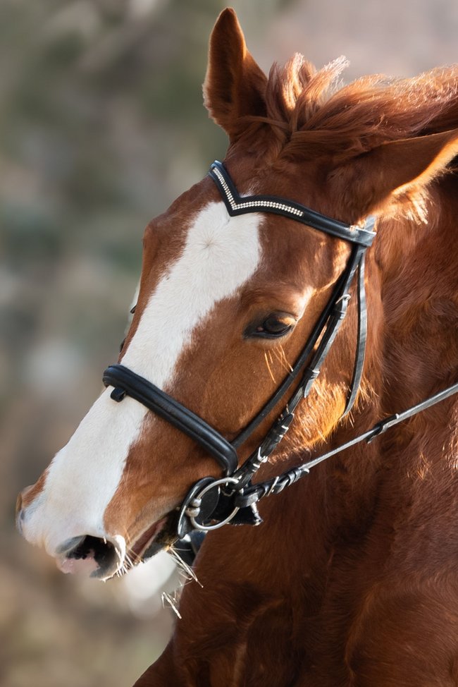 2721756199 Ausritt mit einem Pferd (Shutterstock 2721756199)