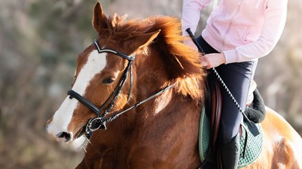 Ausritt mit einem Pferd (Shutterstock 2721756199)