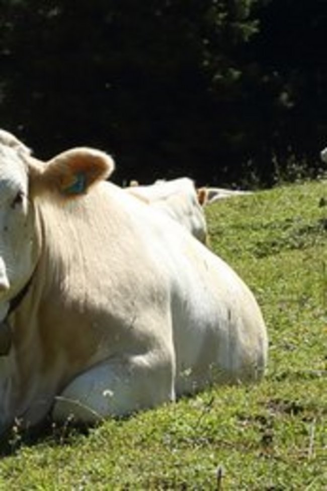 Weidevieh Verhaltensregeln Land OÖ