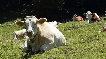 Weidevieh Verhaltensregeln Land OÖ