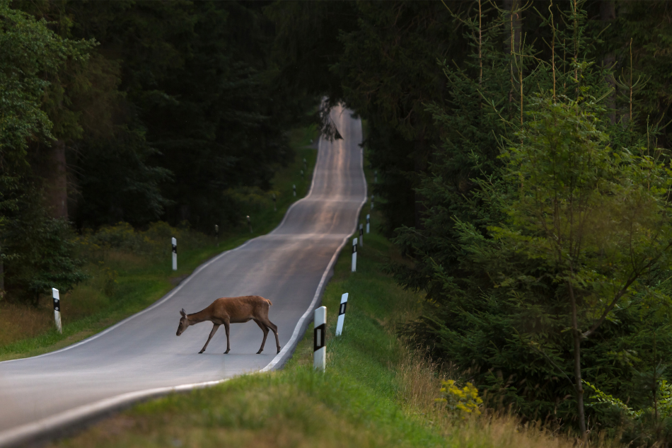 Wildwechsel Reh auf Fahrbahn im Wald